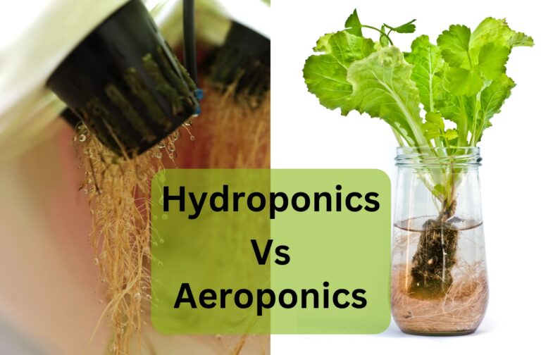 Hydroponics Vs Aeroponics