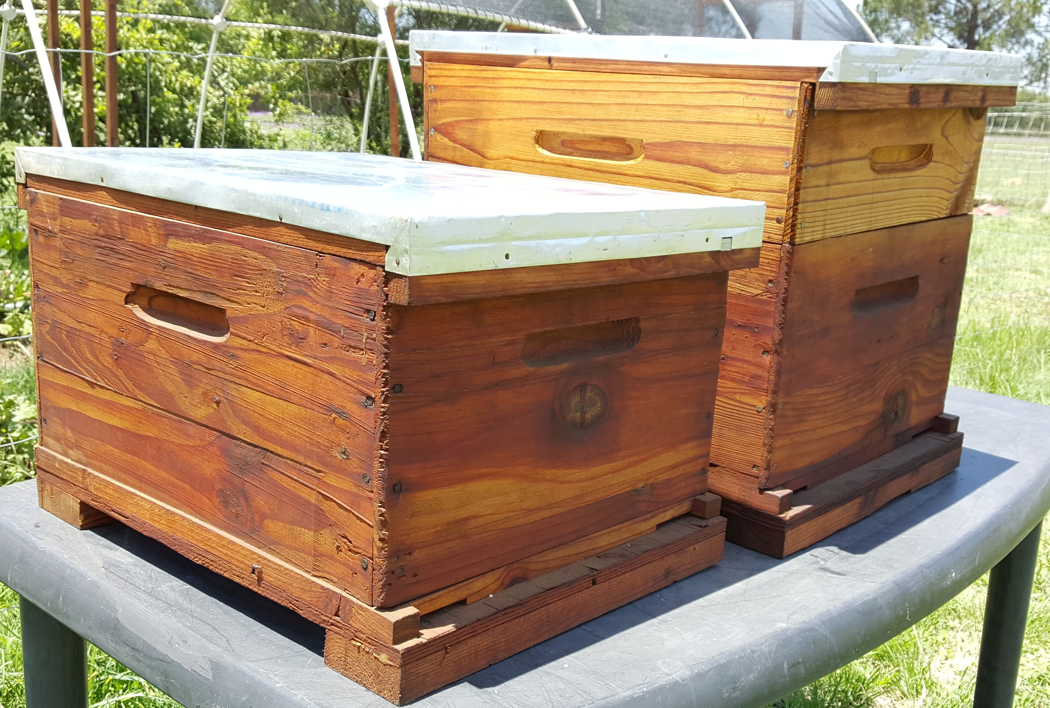 Best Beehive For Beginner Beekeepers Mygreenterra Living Green