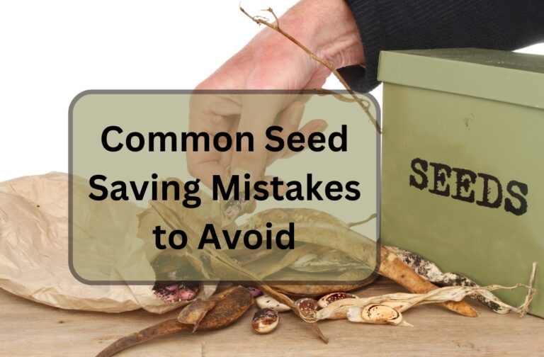 Common Mistakes in Seed Saving and How to Avoid Them